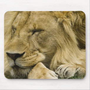 Afrikaanse Leeuw, Panthera leo, slapend op de gron Muismat