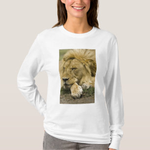 Afrikaanse Leeuw, Panthera leo, slapend op de gron T-shirt