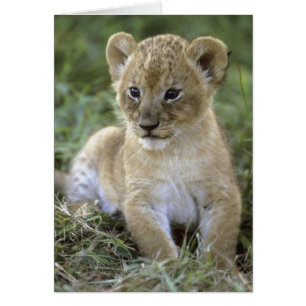 Afrikaanse leeuw, Panthera leo), Tanzania,