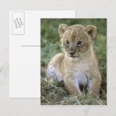 Afrikaanse leeuw, Panthera leo), Tanzania, Briefkaart (Voorkant / Achterkant)