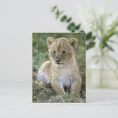 Afrikaanse leeuw, Panthera leo), Tanzania, Briefkaart (Staand voorkant)