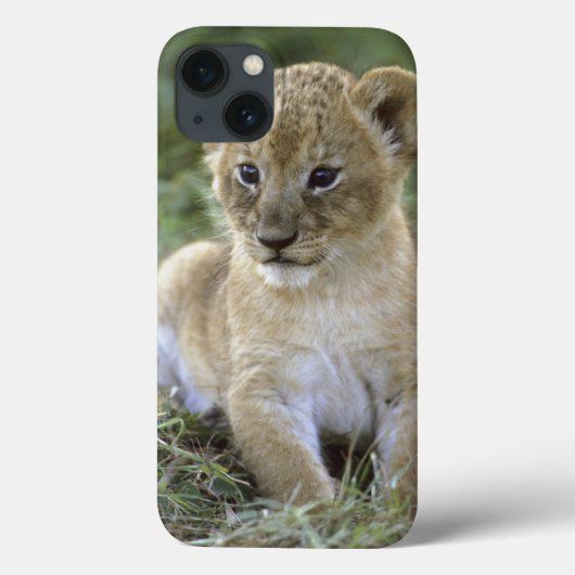 Afrikaanse leeuw, Panthera leo), Tanzania, Case-Mate iPhone Case (Achterkant)
