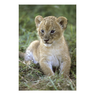 Afrikaanse leeuw, Panthera leo), Tanzania, Foto Afdruk