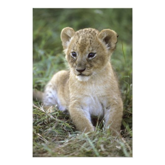 Afrikaanse leeuw, Panthera leo), Tanzania, Foto Afdruk (Voorkant)