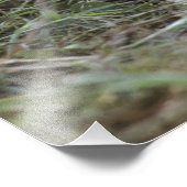 Afrikaanse leeuw, Panthera leo), Tanzania, Foto Afdruk (Hoek)