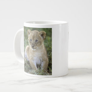 Afrikaanse leeuw, Panthera leo), Tanzania, Grote Koffiekop