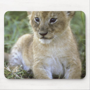 Afrikaanse leeuw, Panthera leo), Tanzania, Muismat
