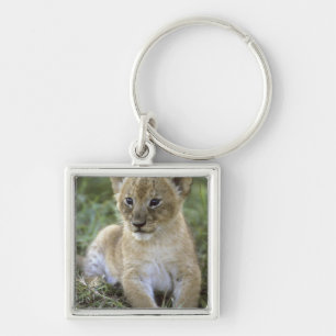 Afrikaanse leeuw, Panthera leo), Tanzania, Sleutelhanger