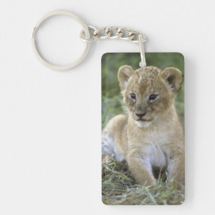 Afrikaanse leeuw, Panthera leo), Tanzania, Sleutelhanger