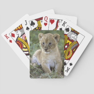 Afrikaanse leeuw, Panthera leo), Tanzania, Speelkaarten