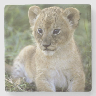 Afrikaanse leeuw, Panthera leo), Tanzania, Stenen Onderzetter