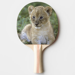 Afrikaanse leeuw, Panthera leo), Tanzania, Tafeltennisbatje