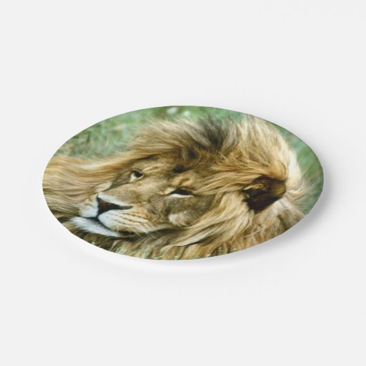 Afrikaanse leeuw papieren bordje (Gekanteld)