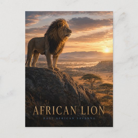 Afrikaanse Leeuw Savanne DIEREN Briefkaart (Voorkant)