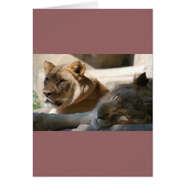 Afrikaanse leeuwen (Voorkant)