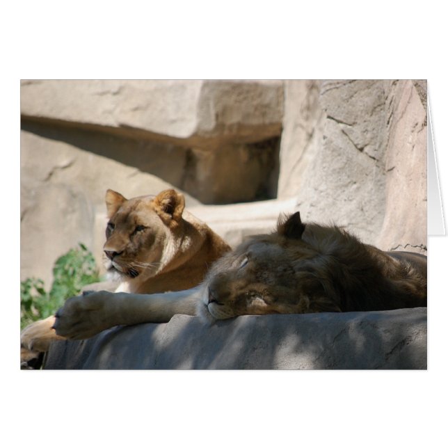 Afrikaanse leeuwen (Voorkant Horizontaal)