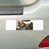 Afrikaanse leeuwen bumpersticker (Op auto)