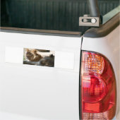Afrikaanse leeuwen bumpersticker (Op Truck)