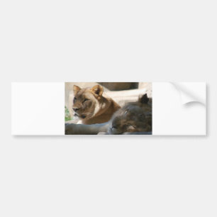 Afrikaanse leeuwen bumpersticker