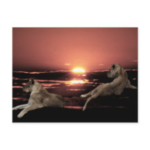 Afrikaanse leeuwen rustend bij zonsondergang