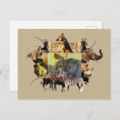 Afrikaanse Leeuwenfeesten in het wild Lijst Briefkaart (Voorkant / Achterkant)