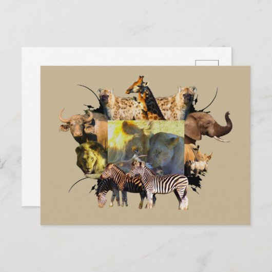 Afrikaanse Leeuwenfeesten in het wild Lijst Briefkaart (Voorkant / Achterkant)