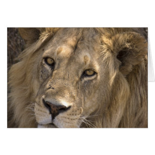 Afrikaanse leeuwenkaarten