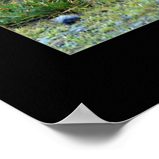 Afrikaanse leeuwin poster (Hoek)