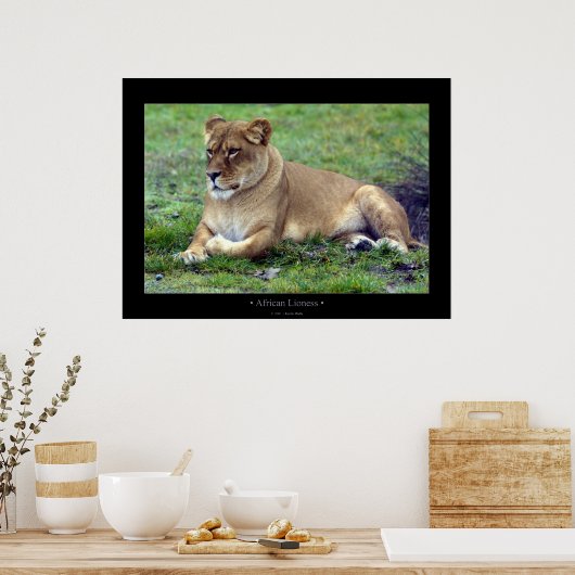 Afrikaanse leeuwin poster (Keuken)