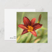 Afrikaanse lelie (Voorkant / Achterkant)