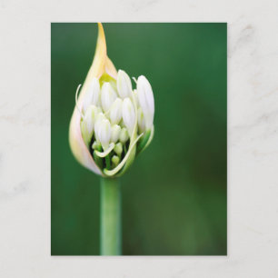 Afrikaanse lelie, Agapanthus Praecox, Kaapstad Briefkaart