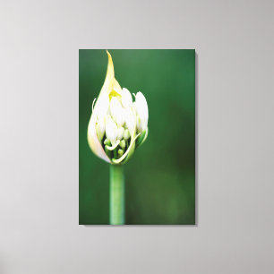 Afrikaanse lelie, Agapanthus Praecox, Kaapstad Canvas Afdruk