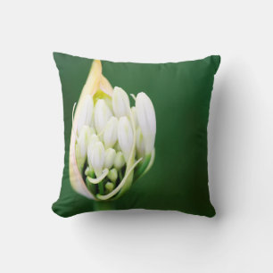 Afrikaanse lelie, Agapanthus Praecox, Kaapstad Kussen