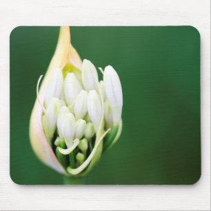 Afrikaanse lelie, Agapanthus Praecox, Kaapstad Muismat