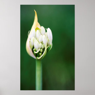 Afrikaanse lelie, Agapanthus Praecox, Kaapstad Poster