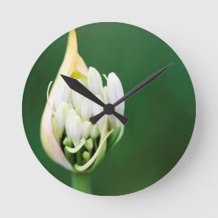 Afrikaanse lelie, Agapanthus Praecox, Kaapstad Ronde Klok