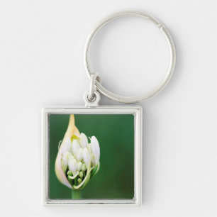 Afrikaanse lelie, Agapanthus Praecox, Kaapstad Sleutelhanger