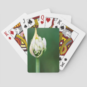 Afrikaanse lelie, Agapanthus Praecox, Kaapstad Speelkaarten