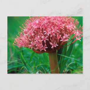 Afrikaanse lelie (Agapanthus Praecox), Mala Mala Briefkaart