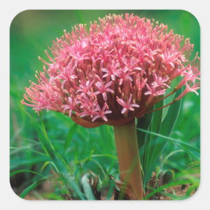 Afrikaanse lelie (Agapanthus Praecox), Mala Mala Vierkante Sticker