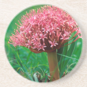 Afrikaanse lelie (Agapanthus Praecox), Mala Mala Zandsteen Onderzetter