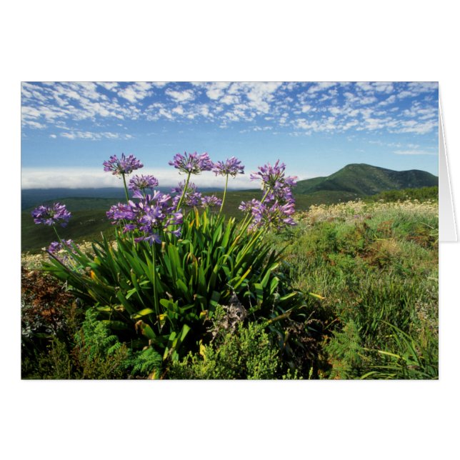 Afrikaanse lelie (Agapanthus praecox), Mosselbaai (Voorkant Horizontaal)