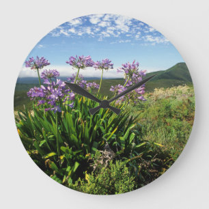 Afrikaanse lelie (Agapanthus praecox), Mosselbaai Grote Klok