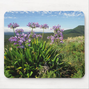 Afrikaanse lelie (Agapanthus praecox), Mosselbaai Muismat