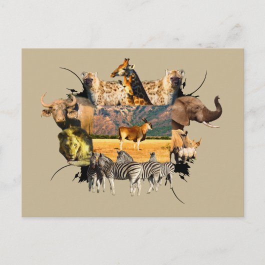 Afrikaanse Lijst in het wild, Eland Mountain Briefkaart (Voorkant)