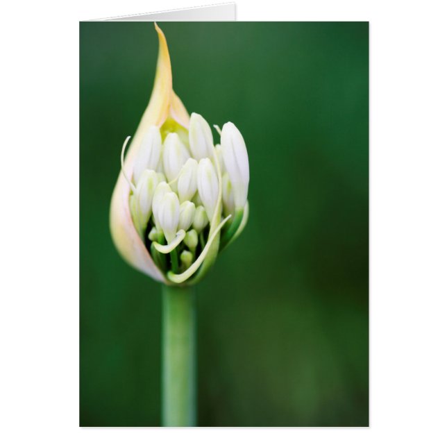 Afrikaanse Lily, Agapanthus Praecox, Kaapstad (Voorkant)