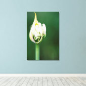 Afrikaanse Lily, Agapanthus Praecox, Kaapstad Canvas Afdruk (Insitu (Houten vloer))