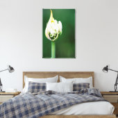 Afrikaanse Lily, Agapanthus Praecox, Kaapstad Canvas Afdruk (Insitu (Slaapkamer))