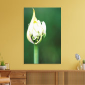 Afrikaanse Lily, Agapanthus Praecox, Kaapstad Canvas Afdruk (Insitu (Woonkamer))
