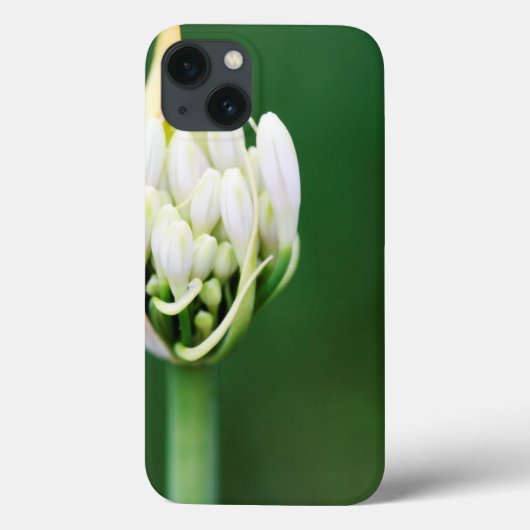 Afrikaanse Lily, Agapanthus Praecox, Kaapstad Case-Mate iPhone Case (Achterkant)